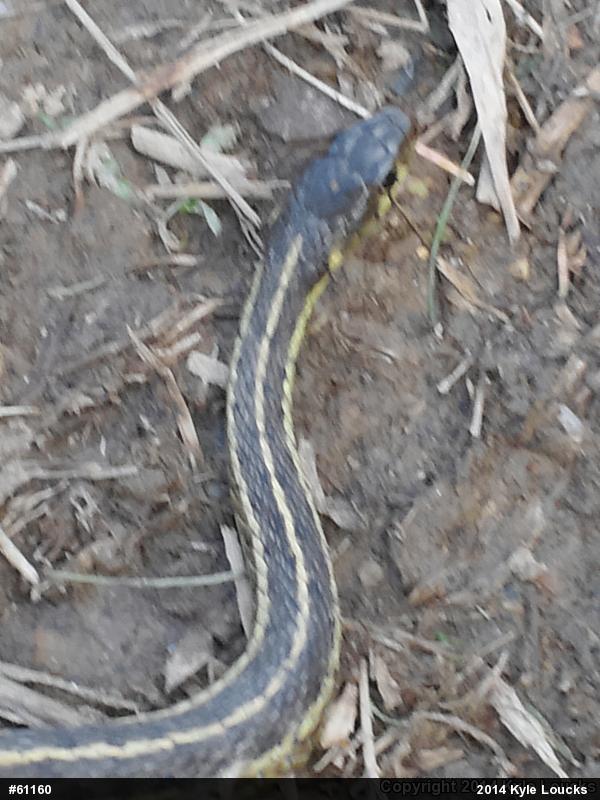Eastern Gartersnake