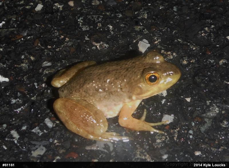 American Bullfrog
