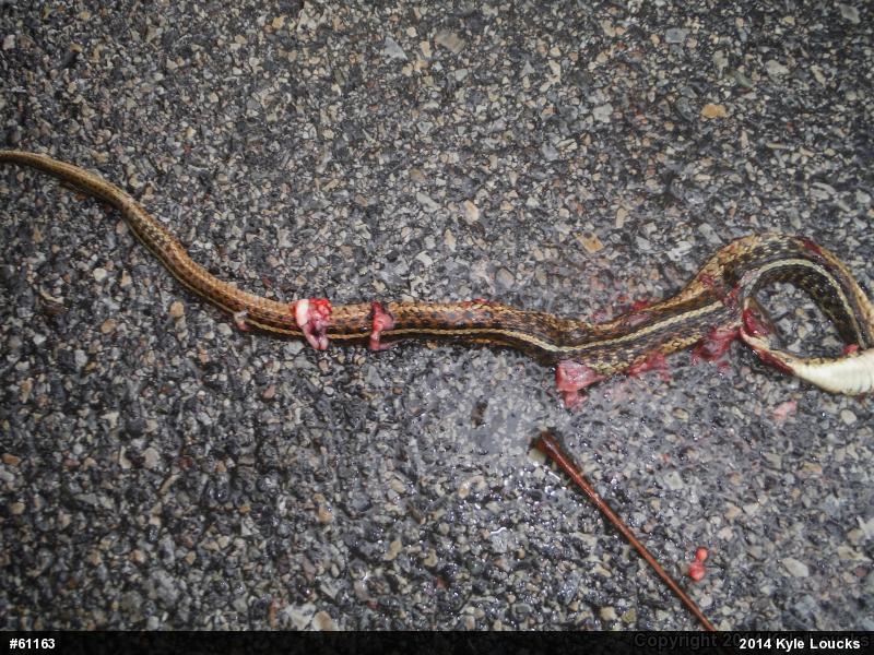 Eastern Gartersnake