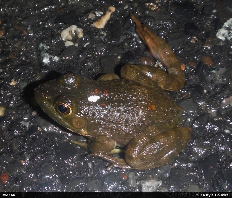 American Bullfrog