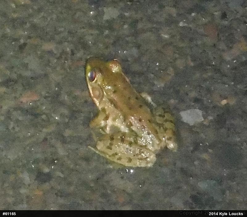 Green Frog