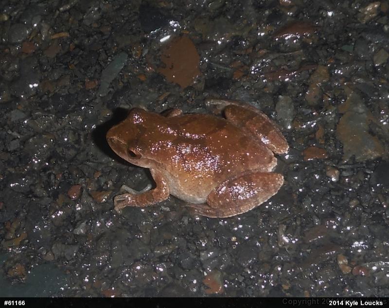 Spring Peeper