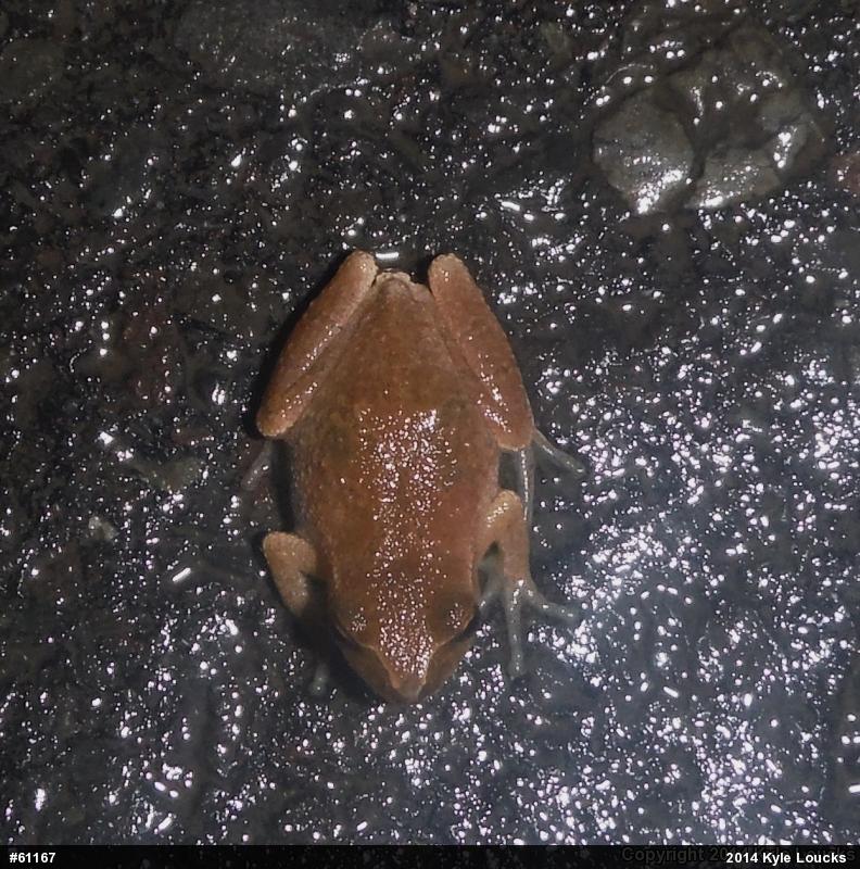 Spring Peeper