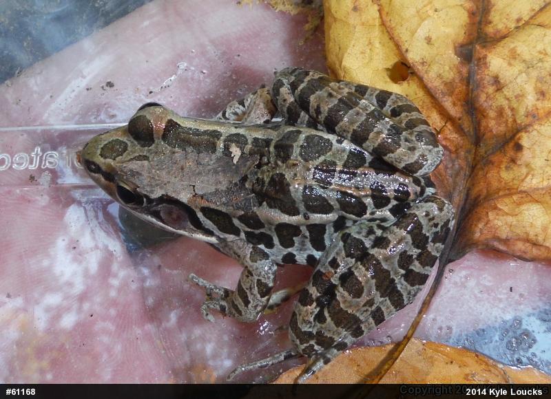Pickerel Frog