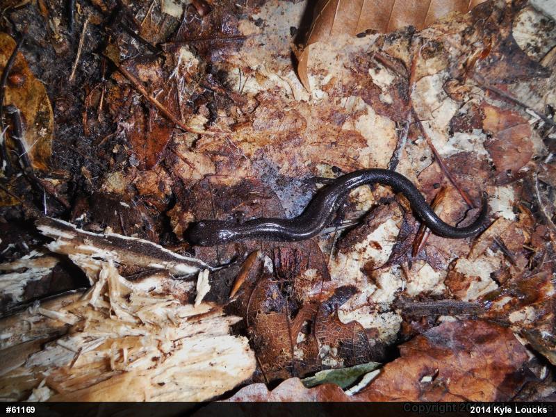Eastern Red-backed  Salamander