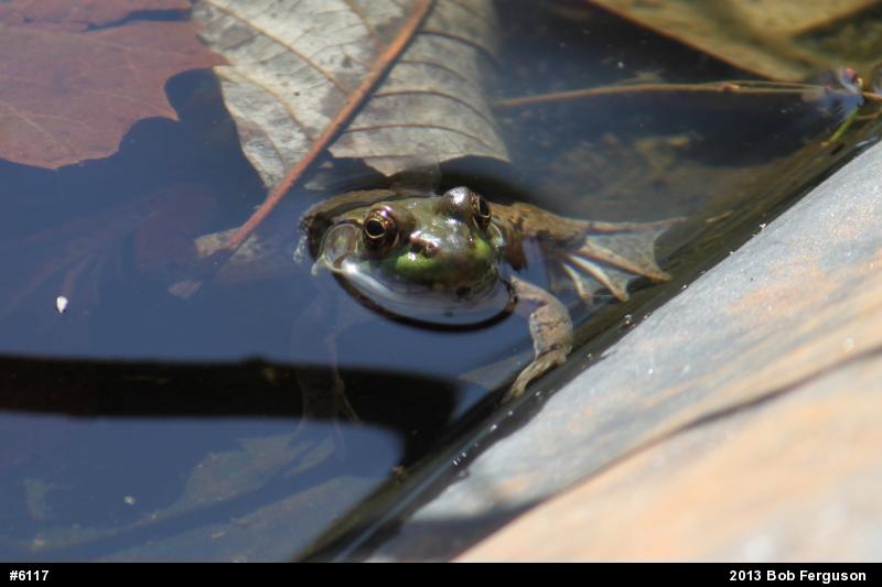 Green Frog