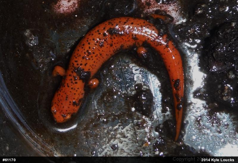Northern Red Salamander