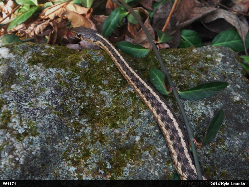 Eastern Gartersnake