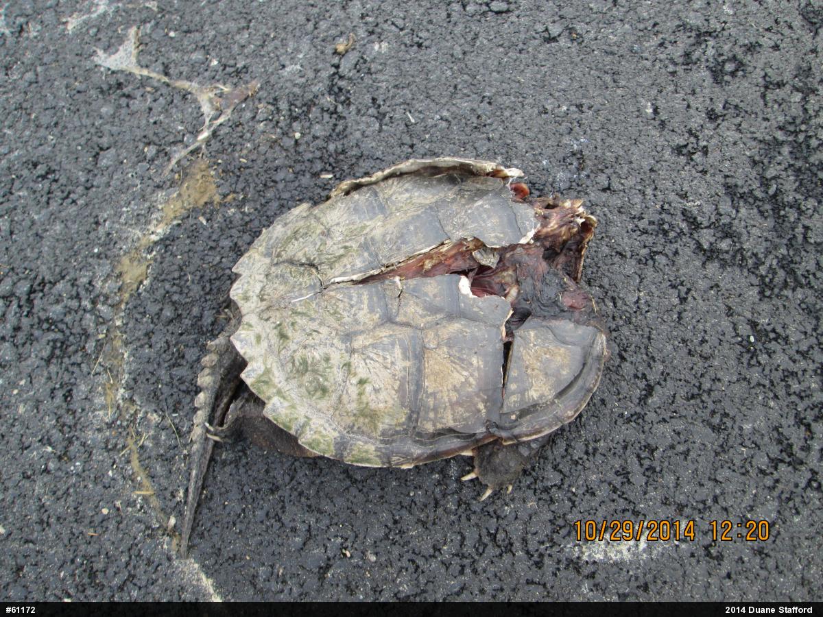 Snapping Turtle