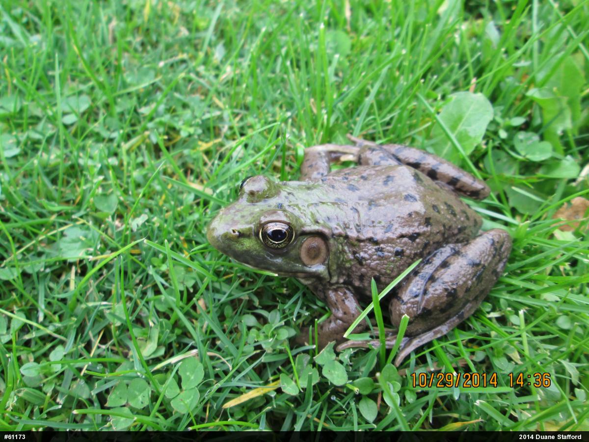 Green Frog