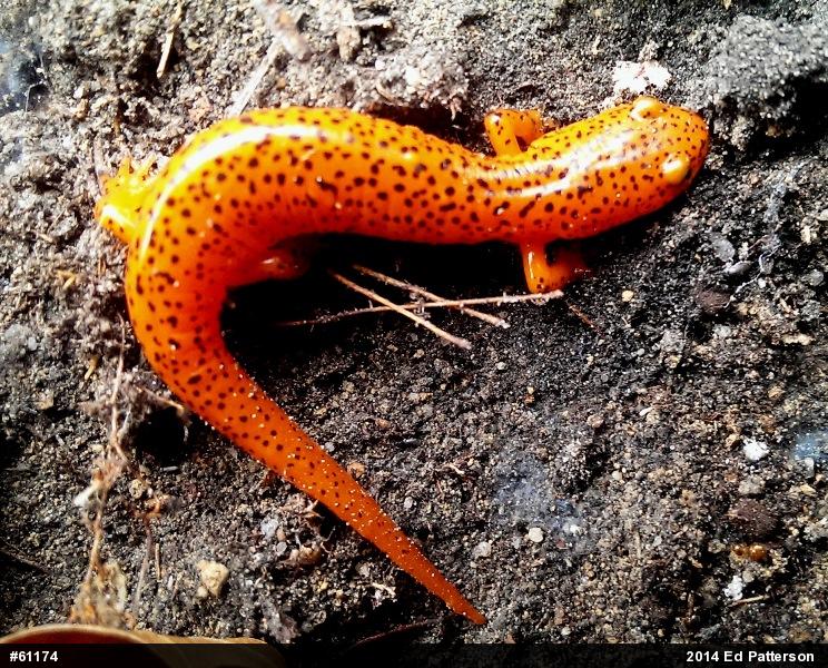 Northern Red Salamander