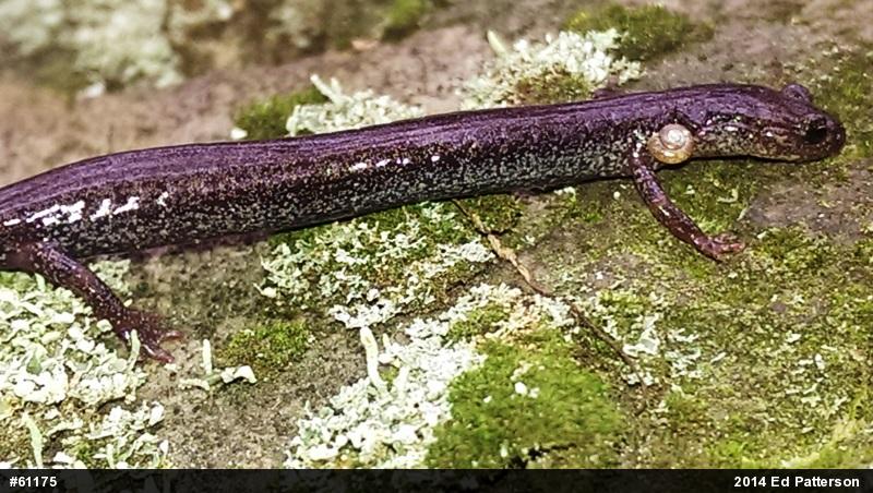 Valley And Ridge Salamander