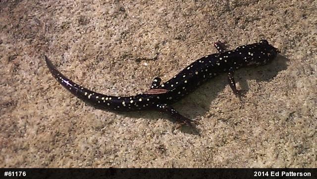 Northern Slimy Salamander