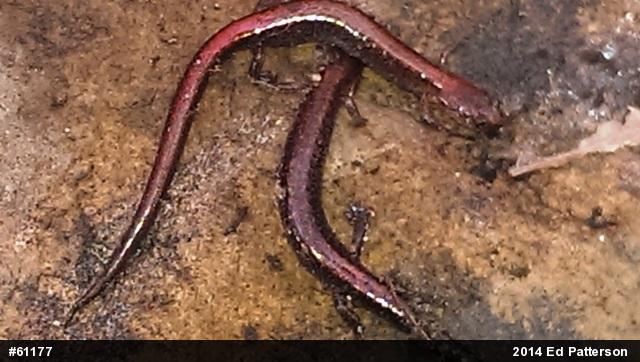 Eastern Red-backed  Salamander
