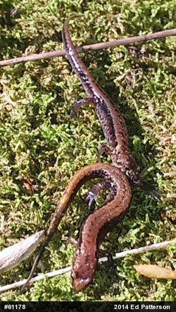 Allegheny Mountain Dusky Salamander