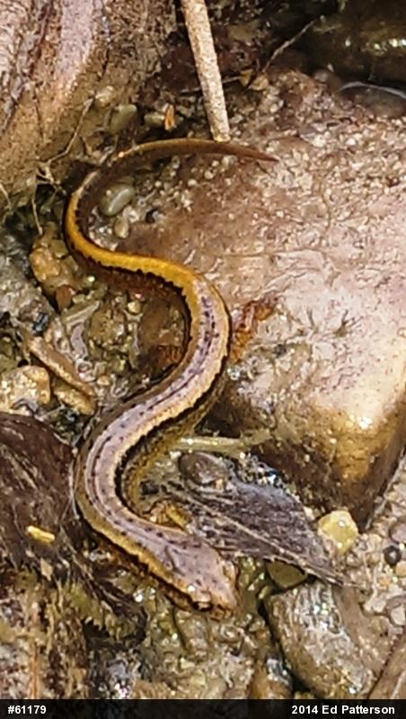Northern Two-lined Salamander