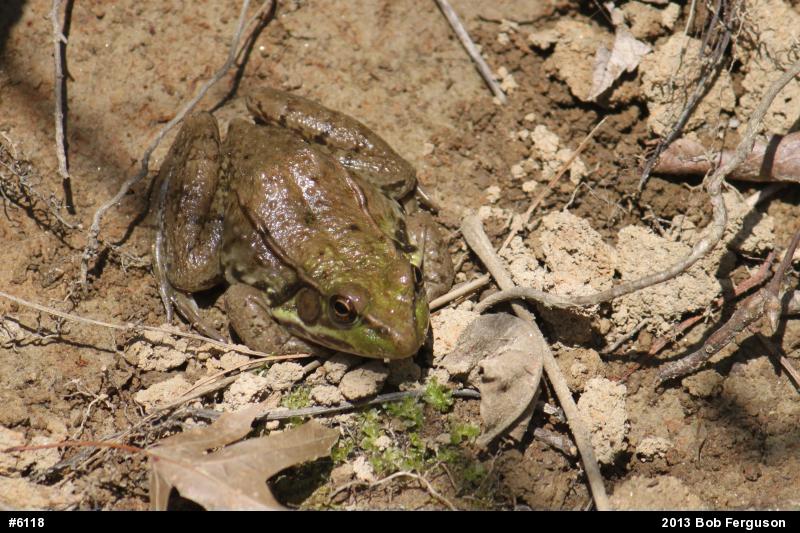 Green Frog