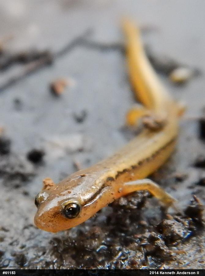 Northern Two-lined Salamander