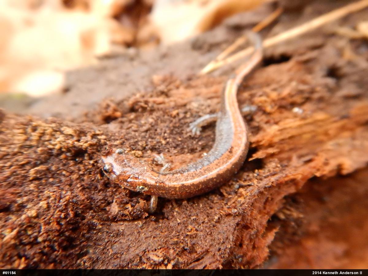Eastern Red-backed  Salamander