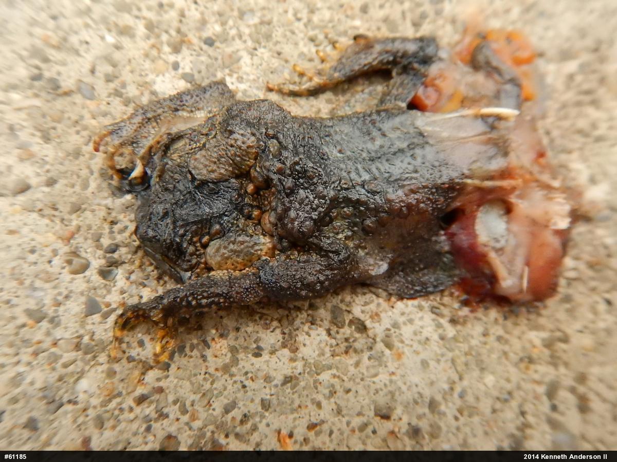 Eastern American Toad