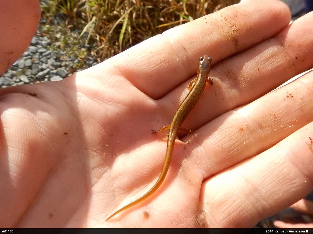 Northern Two-lined Salamander