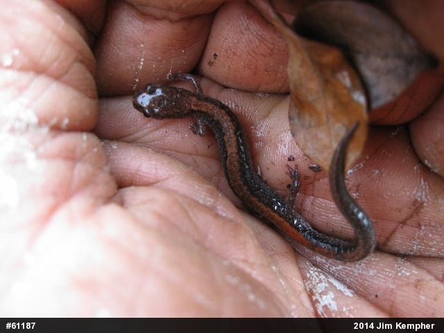 Eastern Red-backed  Salamander