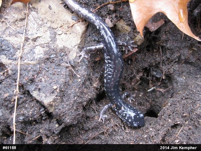 Northern Slimy Salamander
