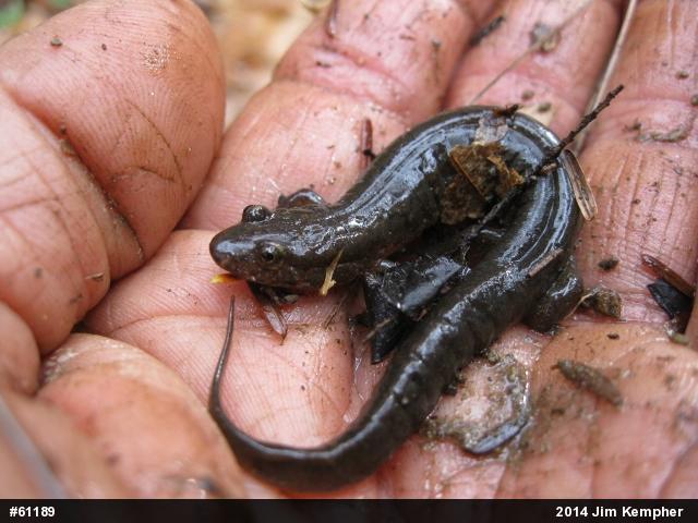 Northern Dusky Salamander