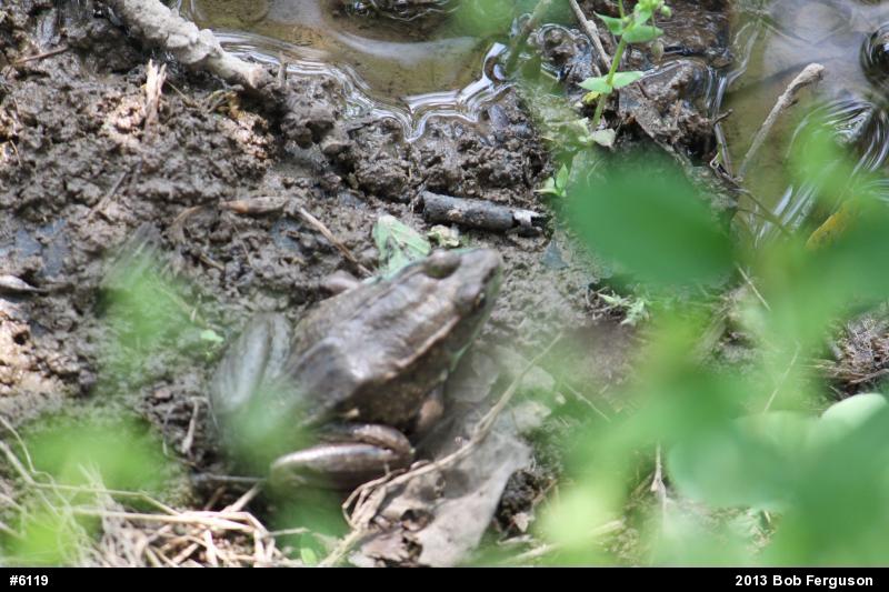 Green Frog