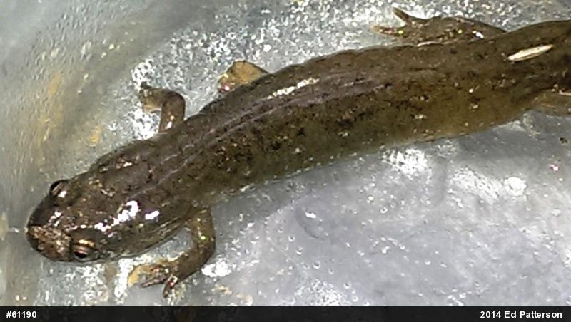 Northern Dusky Salamander
