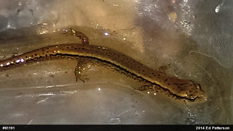 Northern Two-lined Salamander