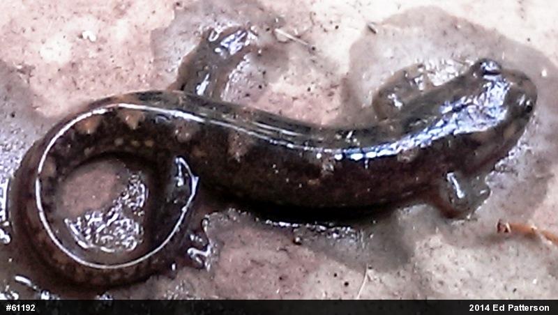 Seal Salamander