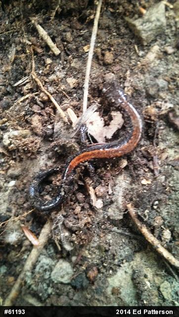 Eastern Red-backed  Salamander