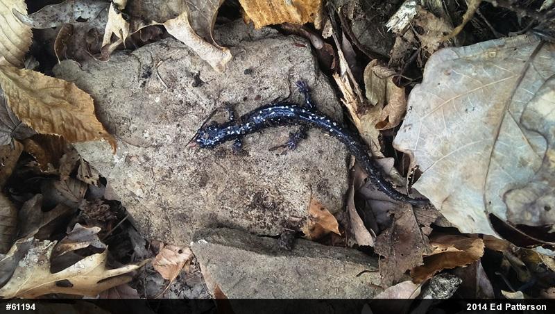 Northern Slimy Salamander