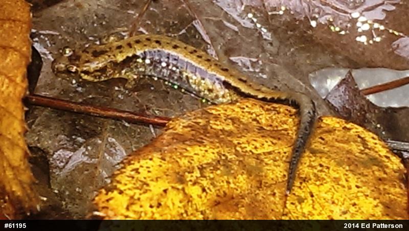 Allegheny Mountain Dusky Salamander
