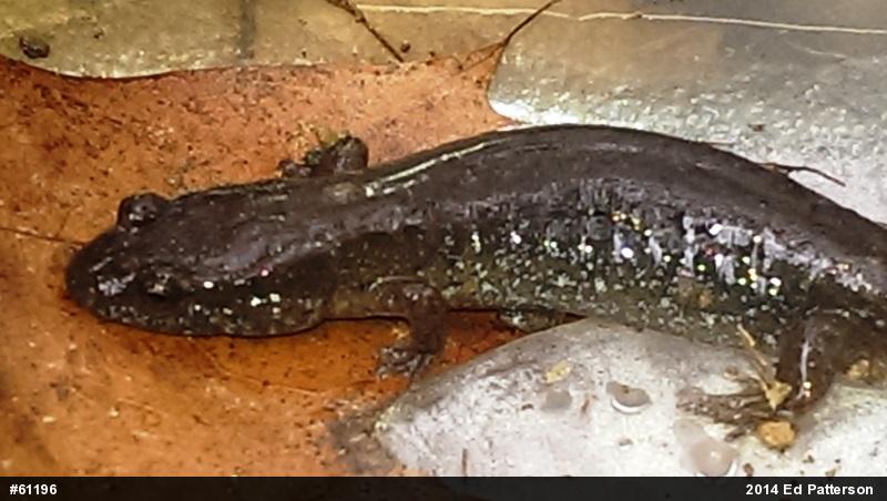 Northern Dusky Salamander