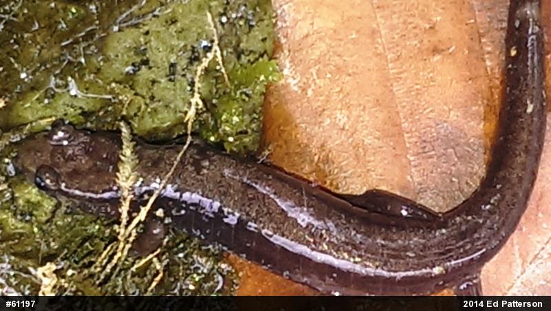 Allegheny Mountain Dusky Salamander