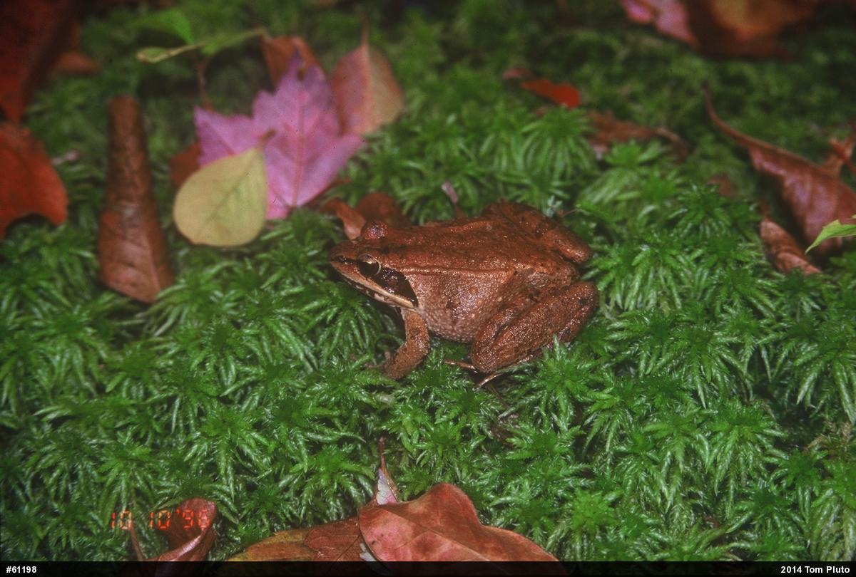Wood Frog