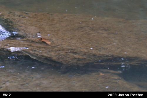 Northern Watersnake