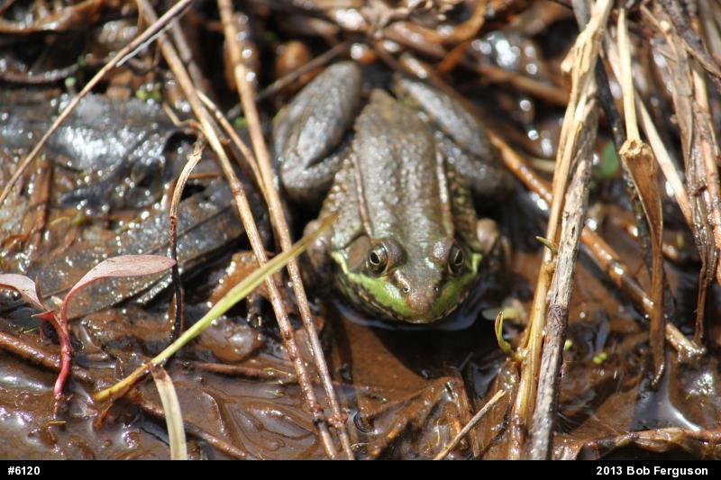 Green Frog