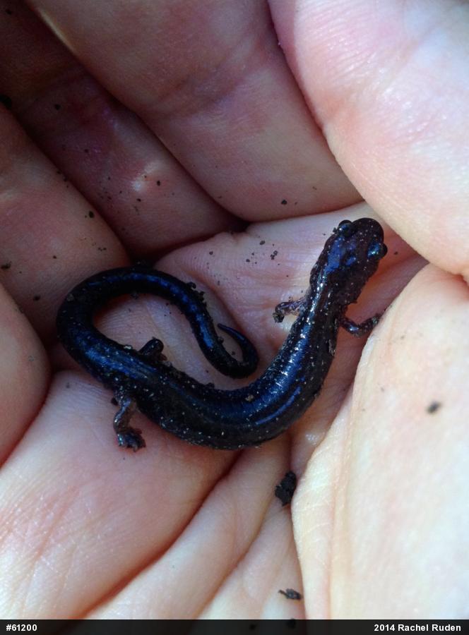 Eastern Red-backed  Salamander
