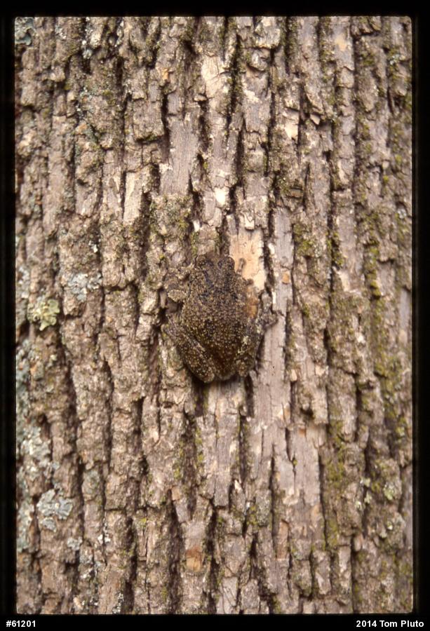 Gray Treefrog