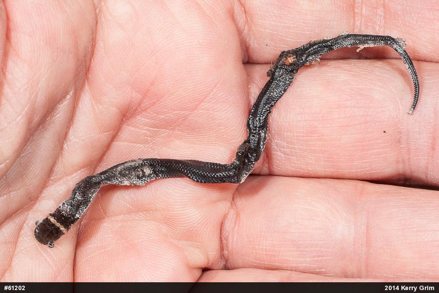 Northern Ring-necked Snake