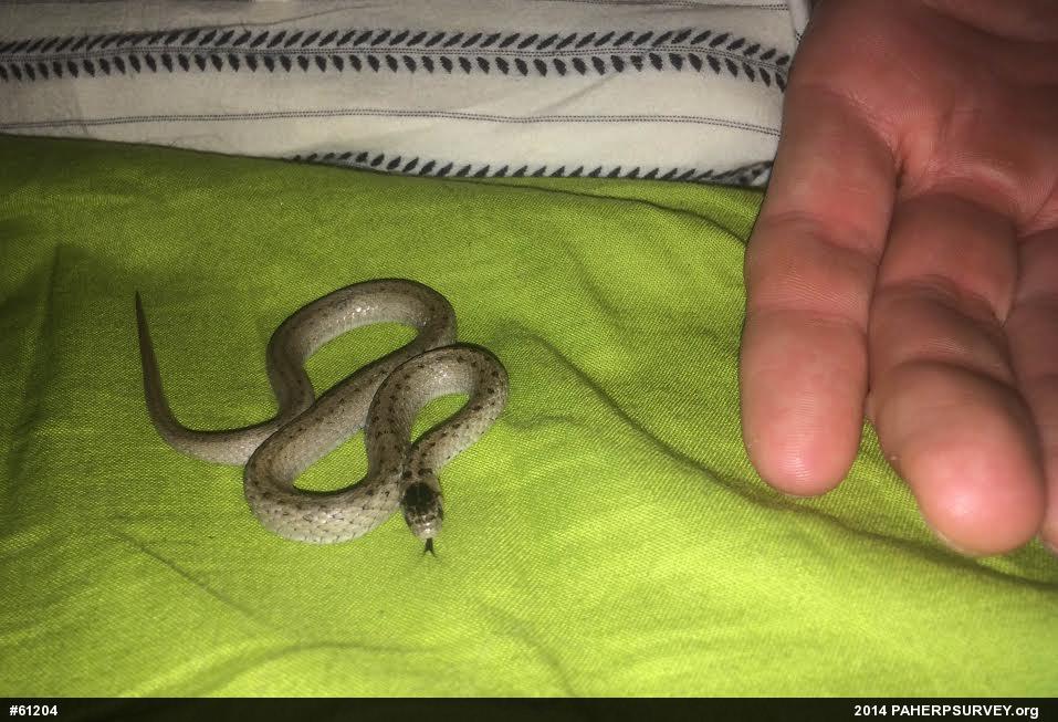 Dekay's Brownsnake