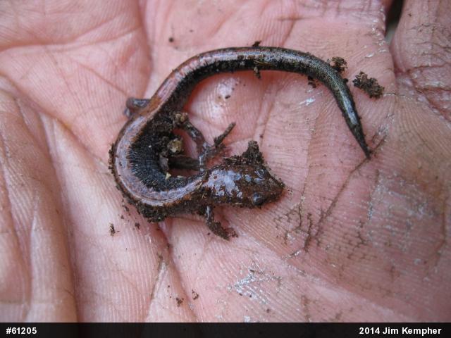Eastern Red-backed  Salamander