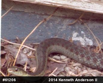 Eastern Gartersnake