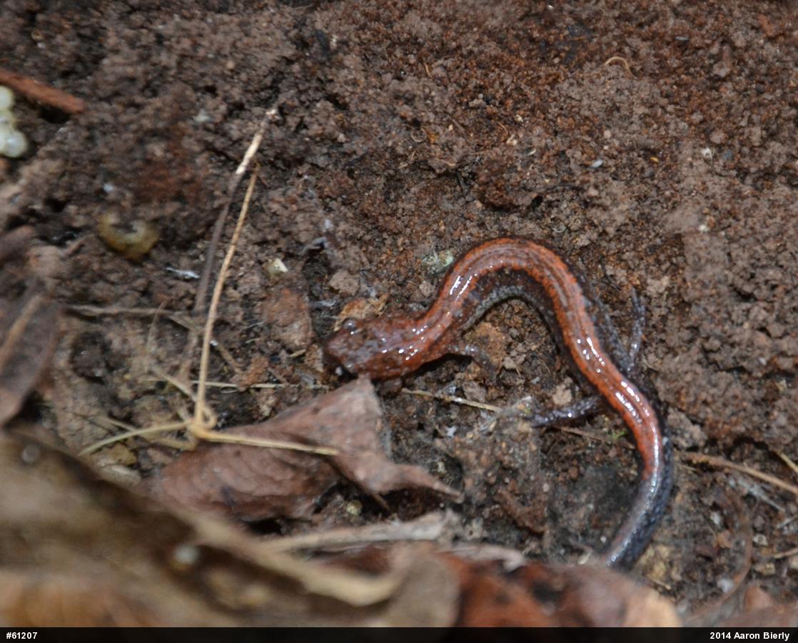 Eastern Red-backed  Salamander