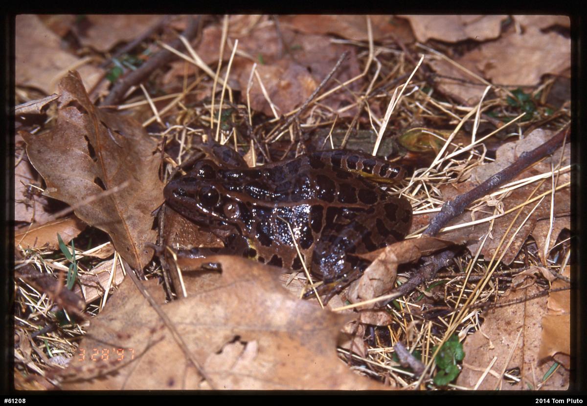 Pickerel Frog