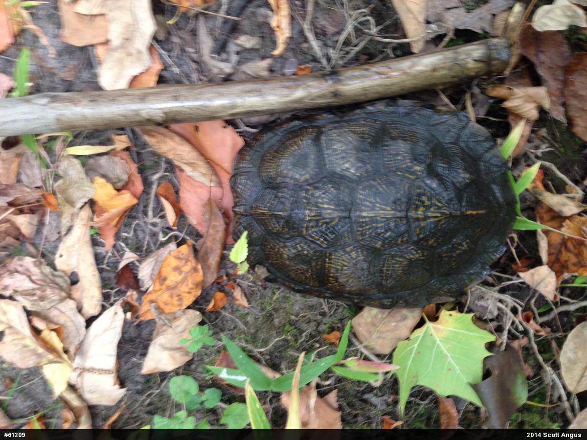 Wood Turtle