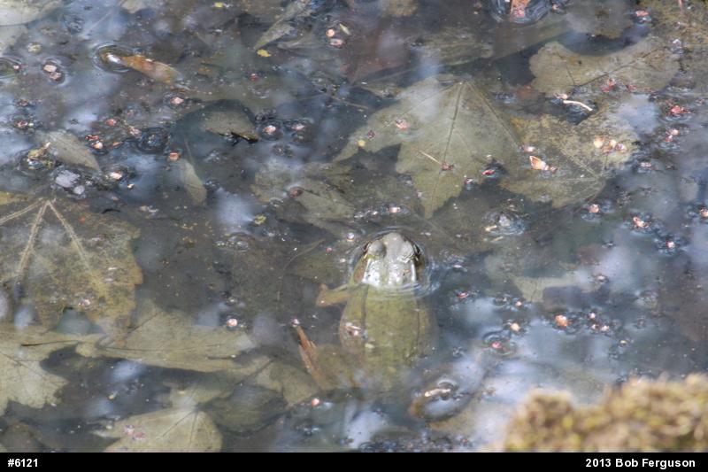 Green Frog